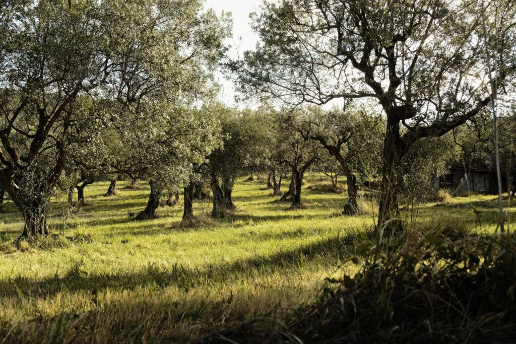 The Olive Van website preview